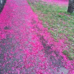 cherry path