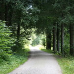 forest walkway